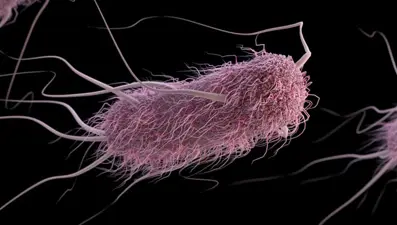 Laboratuvarda E. coli bakterisini öldüren hücre üretildi
