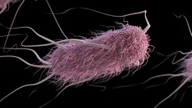 Laboratuvarda E. coli bakterisini öldüren hücre üretildi