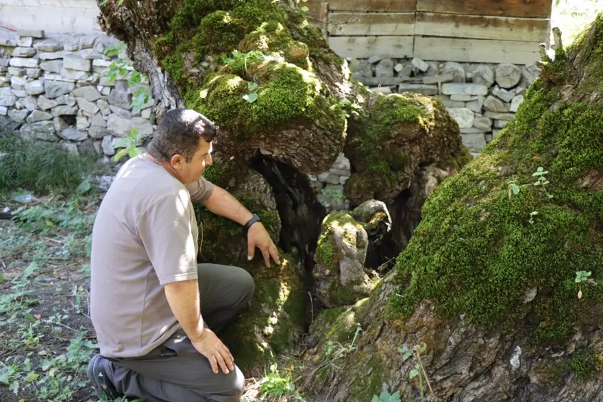 Mahalle sakinleri  "imamın cevizi" olarak da biliyor:  Dallardan topladılar 4