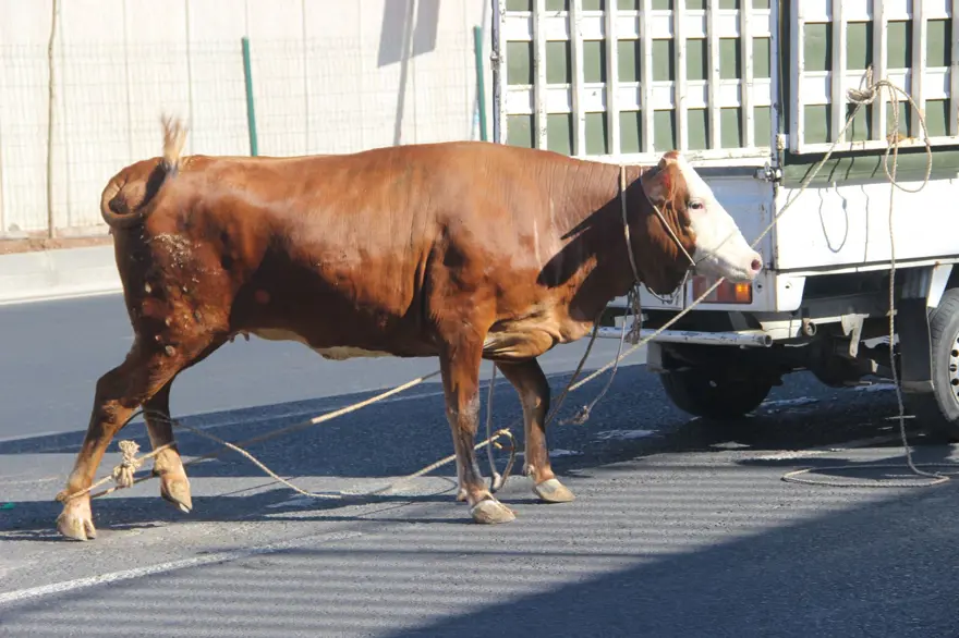 KAÇAN KURBANLIKLAR YAKALANDI 6