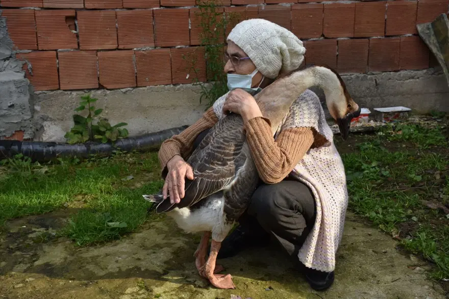 Çin kazı "Kirli" sahibinin götürdüğü okulda derslere neşe katıyor 