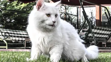 Ayasofya'nın yeni kedisi Seymen