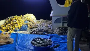 Palamut bu sene az: Fiyatı 150 liradan başlıyor