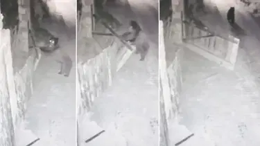 Köye inen bozayı bahçe kapısını açtı