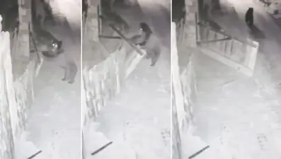 Köye inen bozayı bahçe kapısını açtı