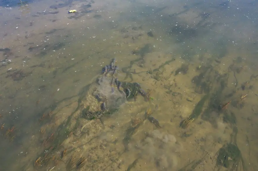 Tunca Nehri'nin dibi göründü 8 Tunca Nehri'nin dibi göründü 8