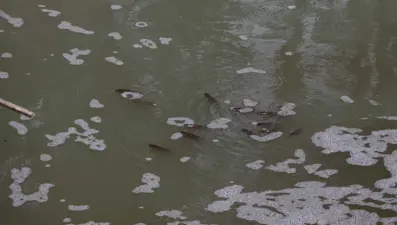 Tekirdağ’da tedirgin eden görüntü: Toplu balık ölümleri