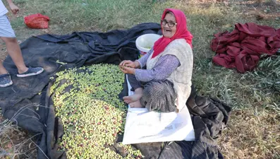 Ata yadigarı ağaçlardan toplanıyor: 5 kilodan 1 kilo yağ çıkıyor