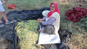 Ata yadigarı ağaçlardan toplanıyor: 5 kilodan 1 kilo yağ çıkıyor