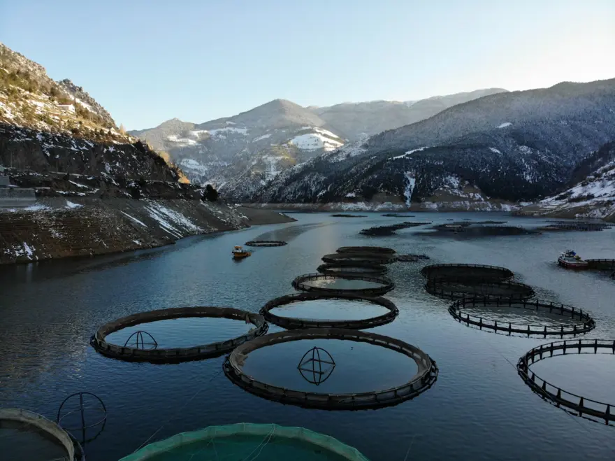 Denize kıyısı olmayan ilde 70 bin ton somon ihracatı yapıldı! Japonya, Çin ve Rusya da bizden alıyor 