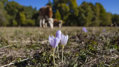 Kışın habercisi: El değmemiş doğada çiçek açtı