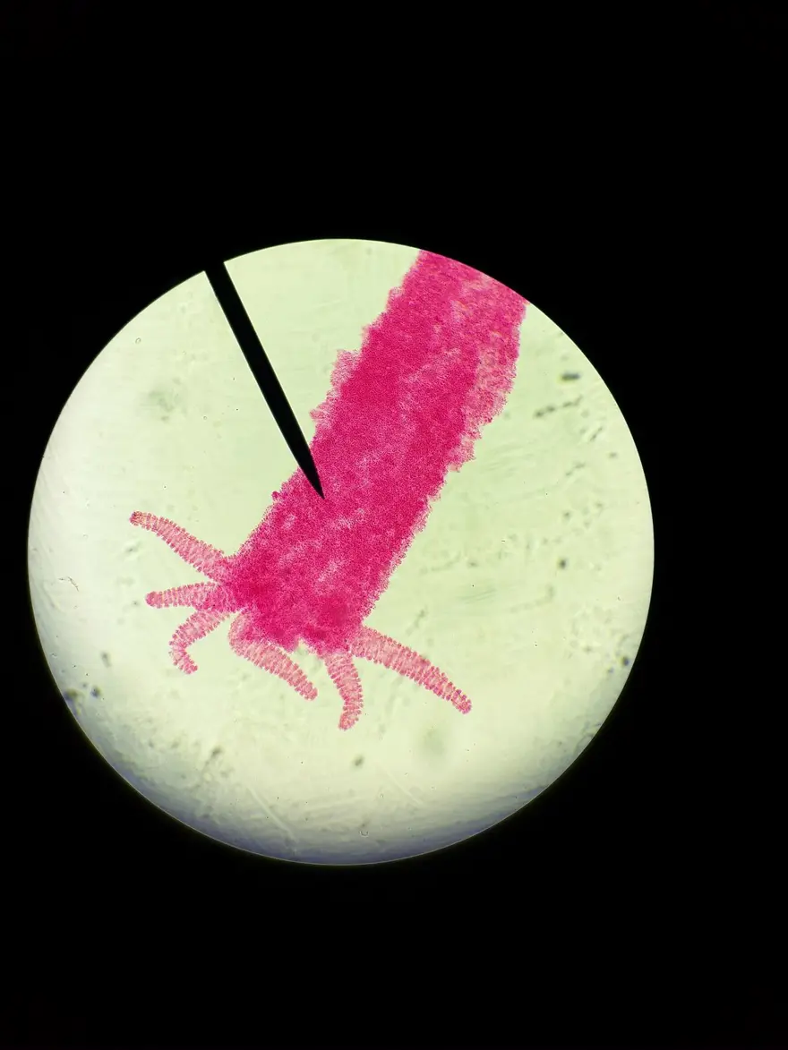 SON 10 YILDA TAZMANYA CANAVARLARINI YOK ETTİ 1