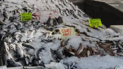 Tezgahta balık bollaştı: Fiyatlar yarı yarıya düştü