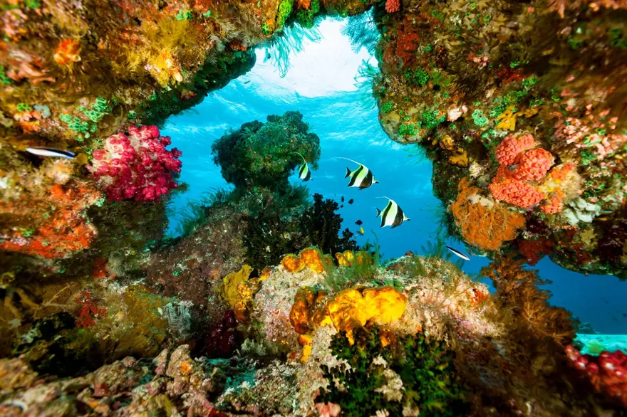 Dünyadaki son cennet: Endonezya Raja Ampat 4