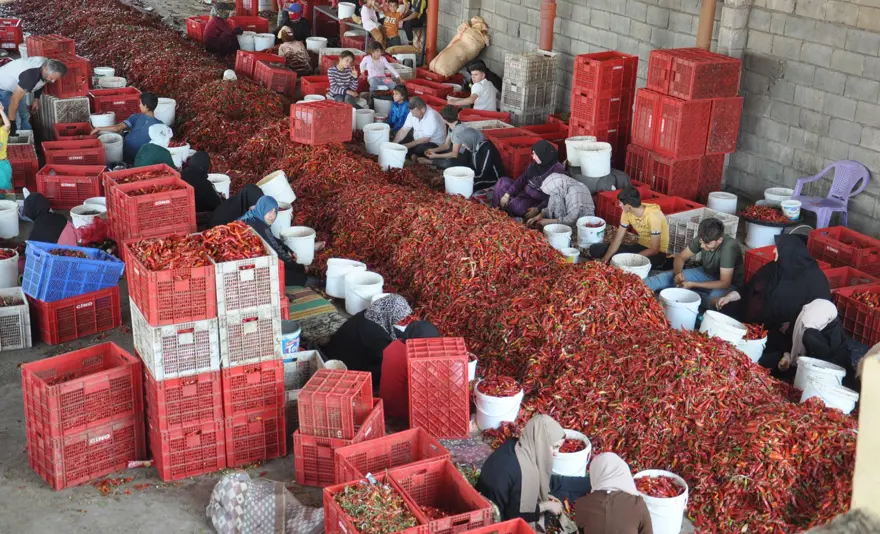''Kırmızı altın'' Gaziantep'ten 50 ülkeye satılıyor: Gurbetçilerin yaşadığı bölgelerde daha popüler 1