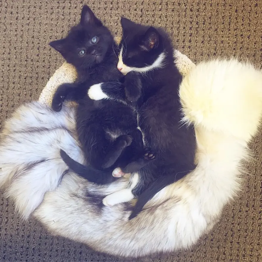 Hayatını kedileri kurtarmaya adadı 170