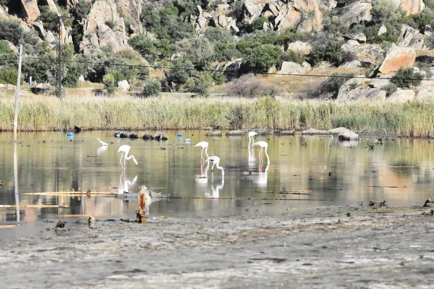 Bafa Gölü 261 kuş türüne ev sahipliği yapıyor 9