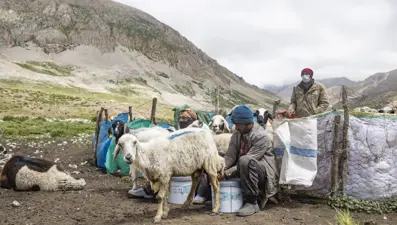 3 bin rakımlı dağlarda üretiyorlar: Saatlerce mesai harcanıyor