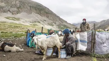 3 bin rakımlı dağlarda üretiyorlar: Saatlerce mesai harcanıyor