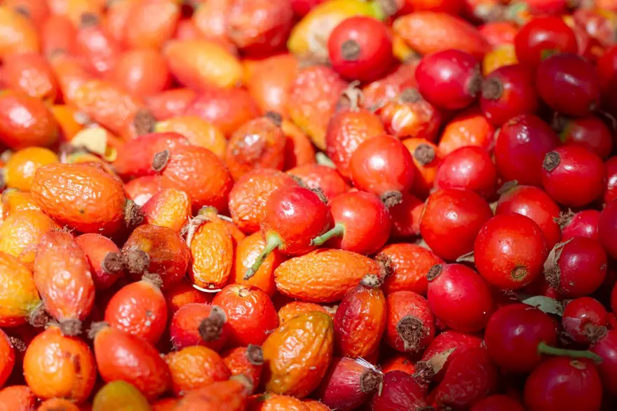 Toplamak için dağlara akın ettiler: 100 gramında 1 kase portakaldan fazla C vitamini var 3 Toplamak için dağlara akın ettiler: 100 gramında 1 kase portakaldan fazla C vitamini var 3