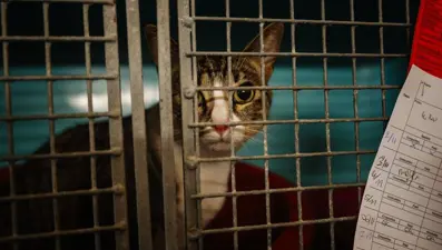 Hayvanlara eziyet edenlere zorunlu psikolojik muayene talebi