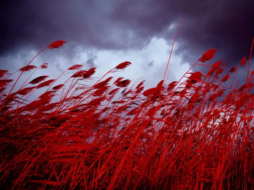 Kırmızı yaşamak 6