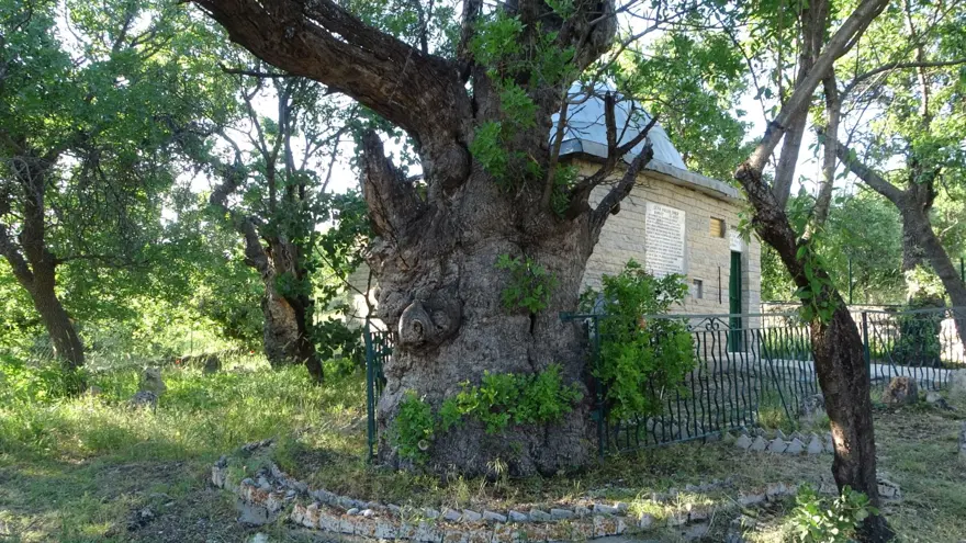 Tam 800 yıllık, zamana direniyor: "Ant ağaç" olarak biliniyor Tam 800 yıllık, zamana direniyor: "Ant ağaç" olarak biliniyor