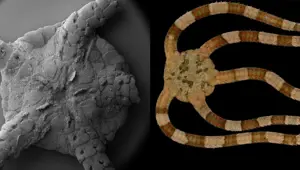 190 milyon yıllık fosillere ünlü metal grubu Gojira'nın adı verildi