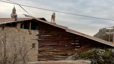 Vatandaşlar evde kaldı, yaban keçileri çatılara kadar çıktı