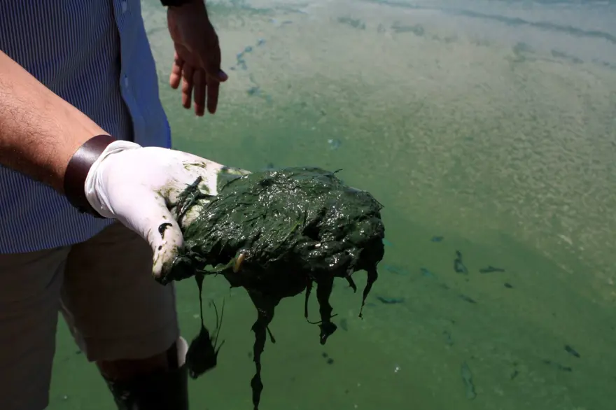 HAYVANLAR DA İÇMEMELİ 6