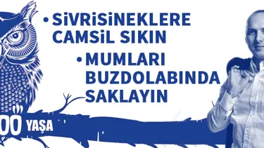 Aklınla 1000 Yaşa: Sivrisineklere camsil sık, mumları buzdolabında sakla!