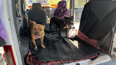 Gaziantep'te 3 yasak ırk köpeğe el koydu