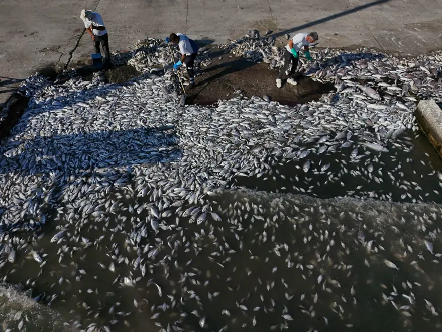 İzmir Körfezi'nde korkutan tablo! Balık ölümleri devam ediyor 