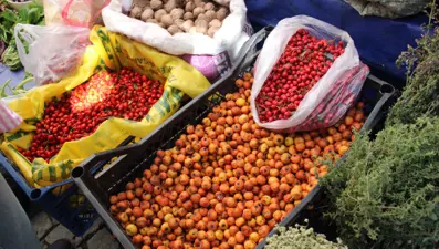 Dikenli ağaçtan tek tek zahmetle toplanıyor: Pazara indi, kilosu 100 TL'den ilgi görüyor