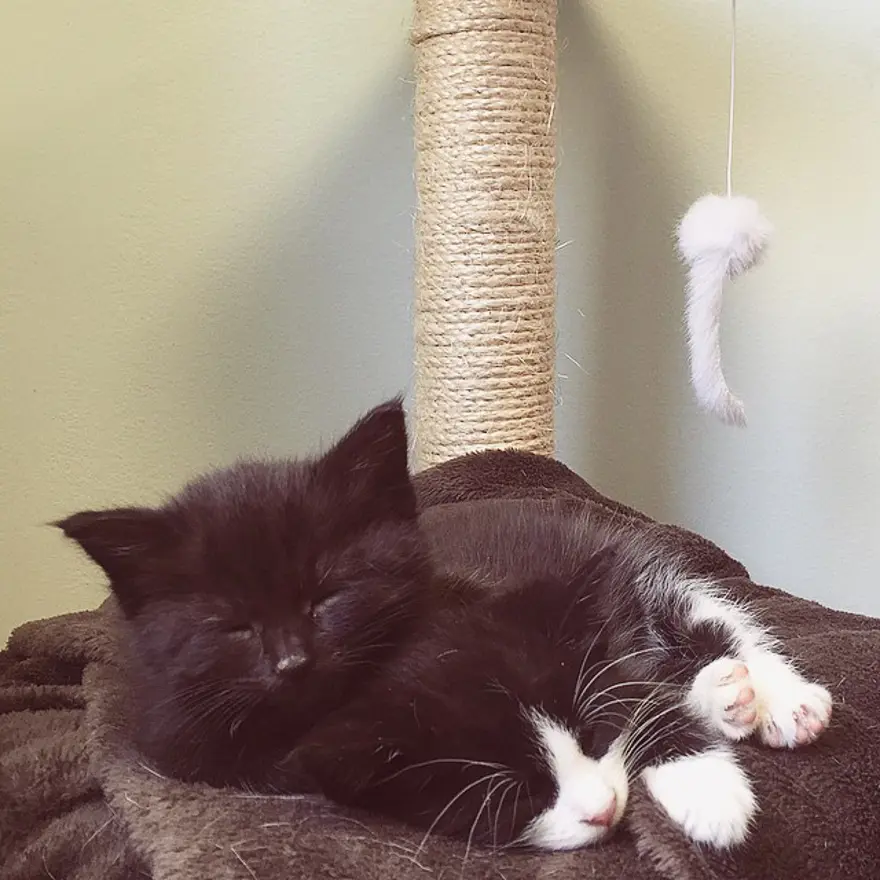 Hayatını kedileri kurtarmaya adadı 174