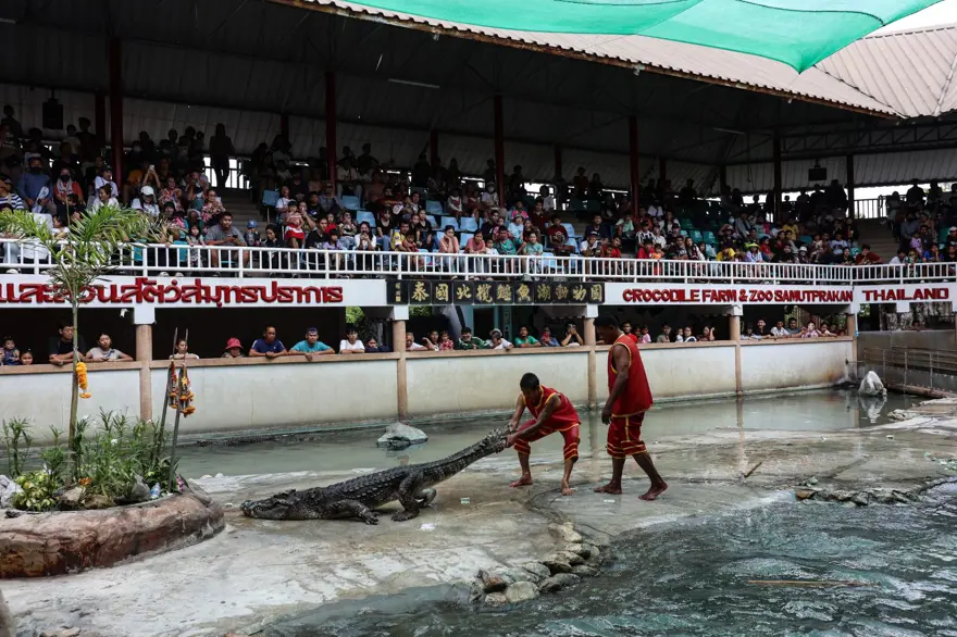 Tayland'da Timsah Çiftliği 3 yıl sonra yeniden açıldı​​​​​​​ 9