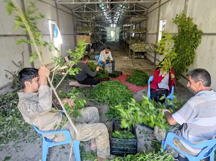 Kilosu bin lira: Osmanlı'dan kalan meslek 150 ailenin geçim kaynağı 2
