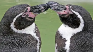 Eşcinsel penguenler evlat edindi