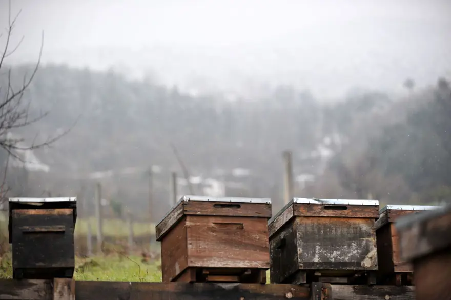 Gelmeyen bahar arı ölümlerini yüzde 70'e yükseltti 3
