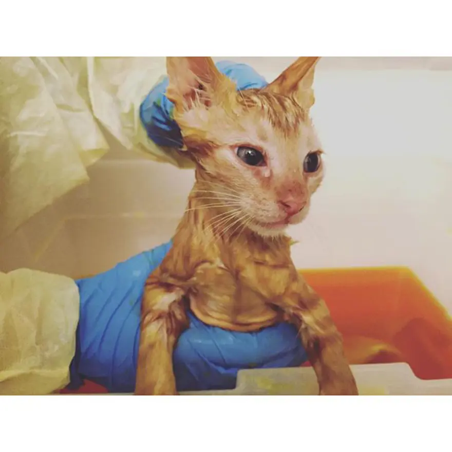 Hayatını kedileri kurtarmaya adadı 350