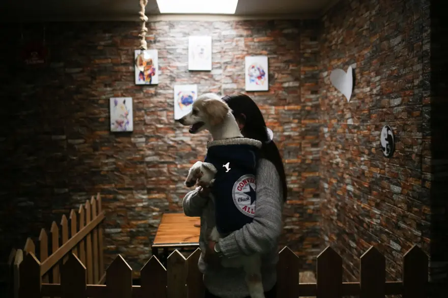Dünyanın ilk köpek restoranı Bolivya'da açıldı 12