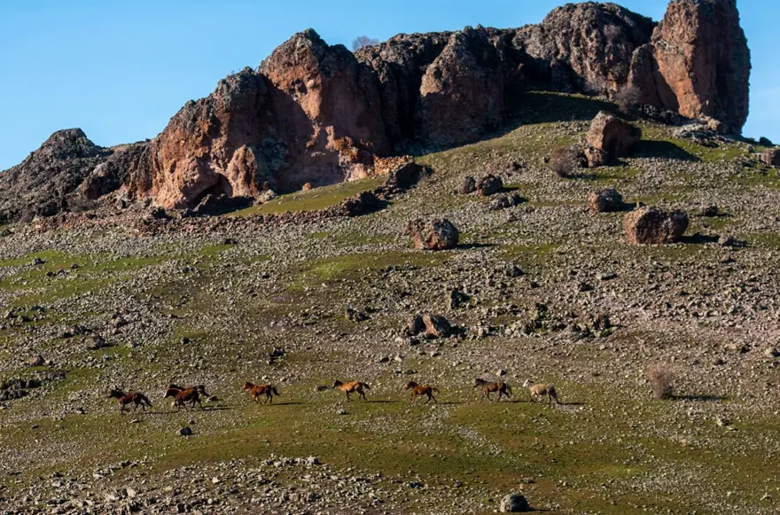 Tunceli'de karlı dağlardan inen yılkı atları, görsel şölen oluşturdu 1