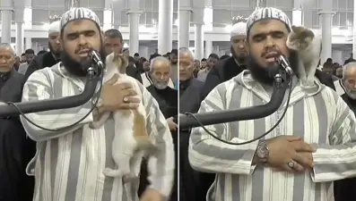 Teravih namazı kıldıran imamın kedi şefkati viral oldu