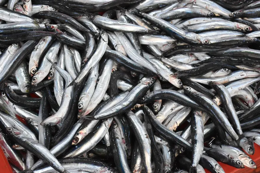 Bolluk fiyatlara yansıdı: Kilosu 200 liradan yoğun talep görüyor 1 Bolluk fiyatlara yansıdı: Kilosu 200 liradan yoğun talep görüyor 1