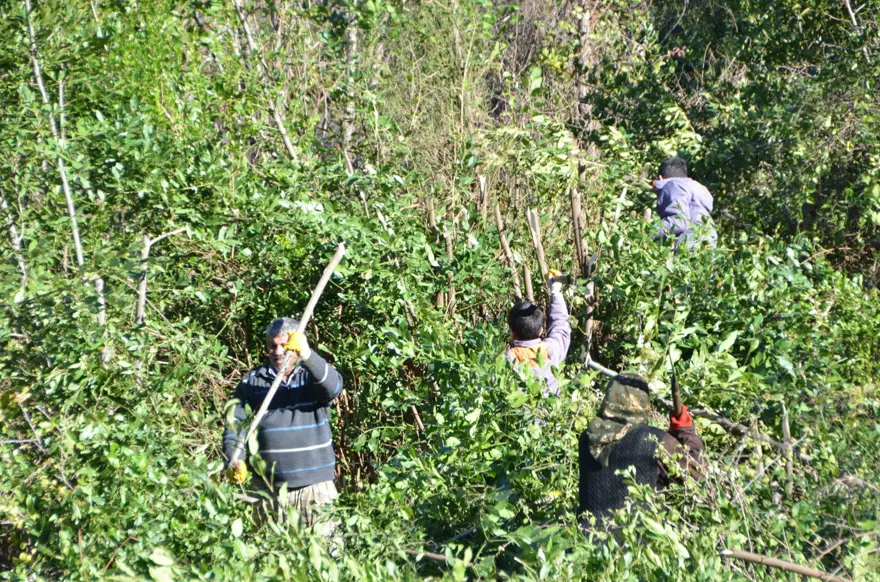 Kendiliğinden yetişiyor, 100 ailenin gelir kaynağı: Antalya'da dünyaya yayılıyor 