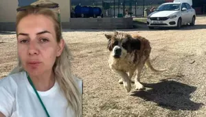 Ankara'da kuduz alarmı: Hastalıklı hayvanları şehre yönlendiren Buket Özgünlü tutuklandı