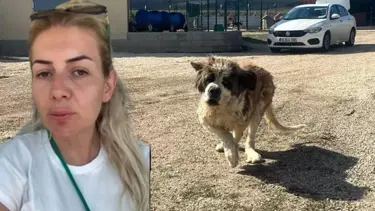 Ankara'da kuduz alarmı: Hastalıklı hayvanları şehre yönlendiren Buket Özgünlü tutuklandı