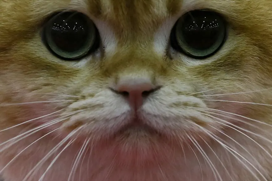 Kedi fuarından renkli fotoğraflar (Catsburg) 4