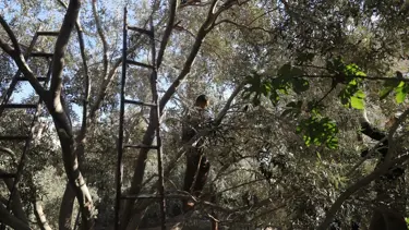 Zeytin ağaçlarıyla bile savaşıyorlar: İsrailli yerleşimciler yine saldırdı