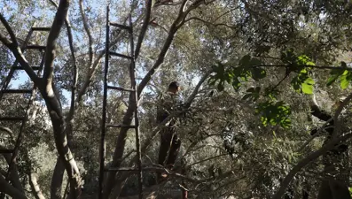 Zeytin ağaçlarıyla bile savaşıyorlar: İsrailli yerleşimciler yine saldırdı